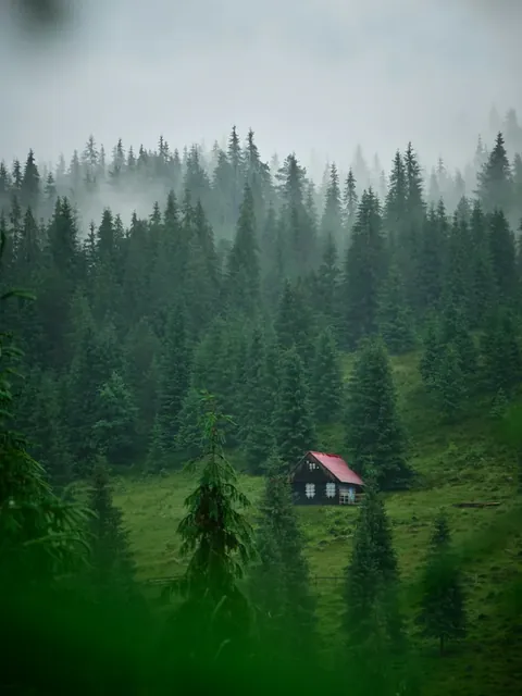 霧の松林にたたずむ赤い屋根の小屋