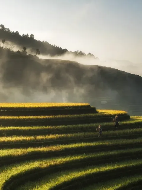 朝霧のかかる棚田